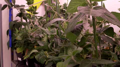 The Switch: Gene editing aims to capture carbon in food crops | REUTERS | N-Now
