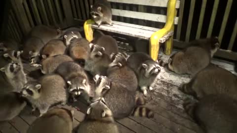 Man Feeding Racoons(25) outside of his house | He Mobbed by Raccoons more than twenty