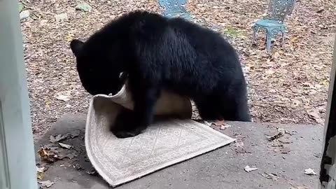 Bear Cub Swipes A Rug