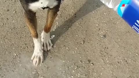 A dog almost died of thirst
