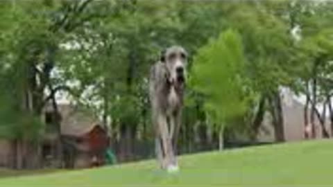 This Great Dane is the World's Tallest Dog - Guinness World Records