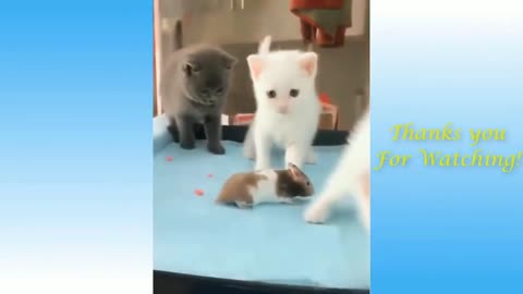 Best Funny Animal Videos of the year 2024, funniest animals ever relax with cute animals video