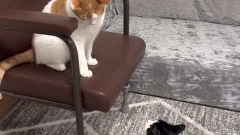 Cat fight