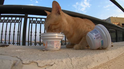 ED SHEERAN - Homeless cat in Ras Al Khaimah, UAE #cat #cats #EdSheeran #emirates #rak #ae #UAE #food