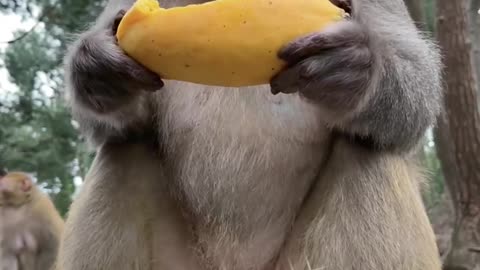 Monkey loves to eat bananas
