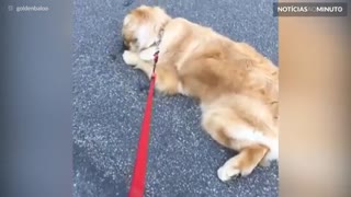 Cão deita no chão para não ter que ir embora de parque