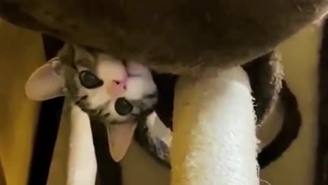 Baby Cats - Cute and Funny Cat Videos Compilation pt6 | Cute cats of the world