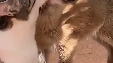 cat loves babydeer