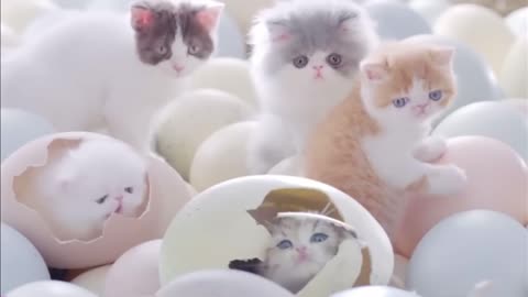Cutest cats videos 2023