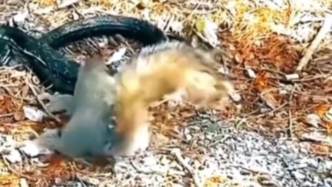Squirrel did his best to save his friend from the snake