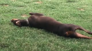 Brown dog rolling around in grass