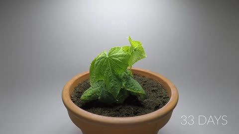 984 days in 8 minutes - Growing Plants Time-lapse Compilation