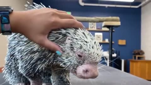 Despite his dangerously sharp quills, Charlie the porcupine loves to be pet