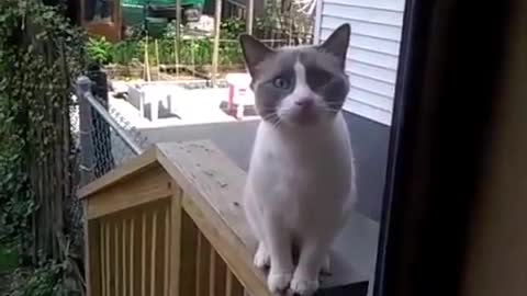 🐈😹 gatito le habla a su amo para que le abra la puerta imposible de no reír😹😹😺🐈