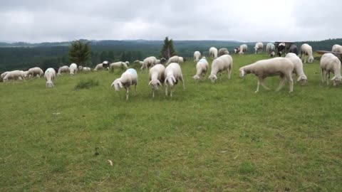 The old man had been ordered to give up the farm