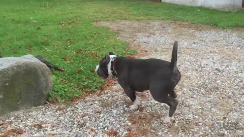 American Bully meets French Bulldog. Play time
