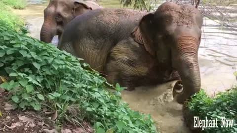 2 Elephants come Out Of The Lake After Bathing