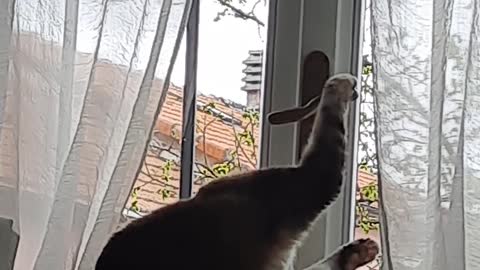 Cat Attempting to Open Window Succeeds