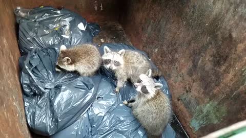 3 Baby Raccoons Found In a Dumpster