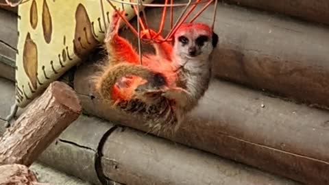 Meerkat Hangs Under Heat Lamp