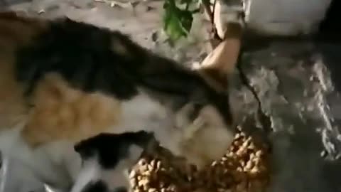 Feeding A Mother Cat and Kittens at The Frozen Food Shop