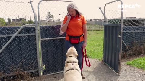 Lesson 5: how to teach your dog to wait