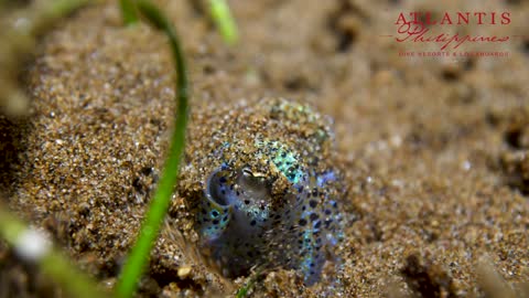 Amazing Underwater Sea Life!