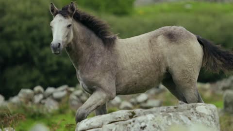 Horse On Grassland