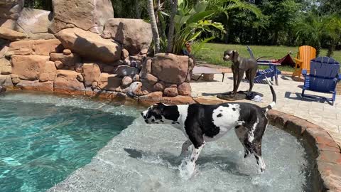 Splashing And Dashing Great Dane Is So Excited His Dog Friend Has Come For A Swim