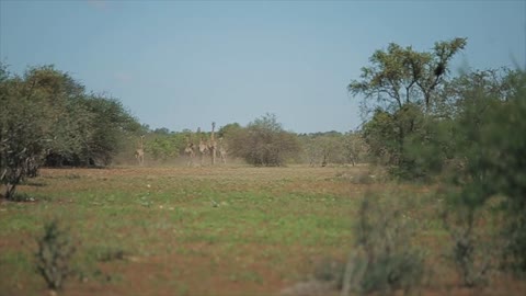 A flock of giraffes runs one after another across the field on a sunny day in Africa