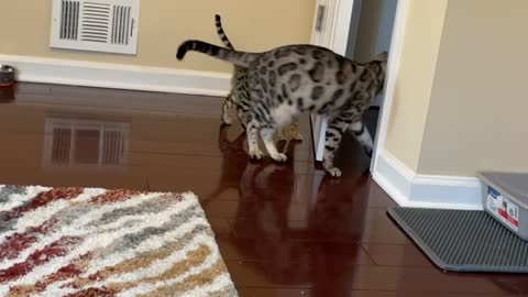 Adult Bengal Cat Teaching Kitten How to Open Doors