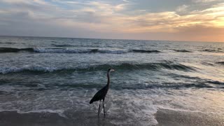 Heron on the Beach in Florida