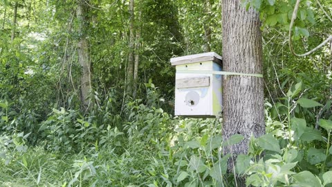 Awesome Visual of a Late-June Colony of Honeybees!