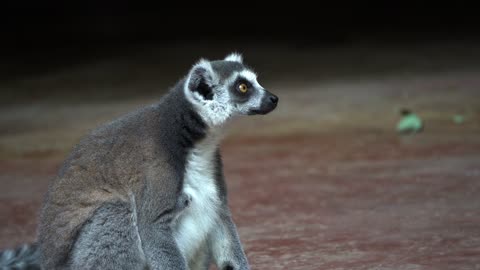 Ring Tailed Lemur Nature Video complication #shorts