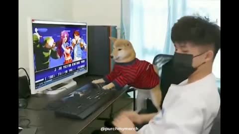 Dog rage Quits Shiba play video games Against Human very dog very Funny video