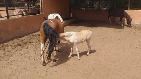 Baby miniature horse sucks milk