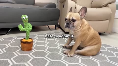 Singing French Bulldogs Funny Reaction To Talking Toy **TOO FUNNY Griffin Frenchie•