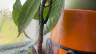 Mango plant growth