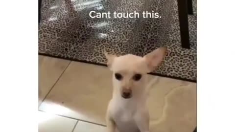 Little puppy Learning Dance|Best Dog Trainer.