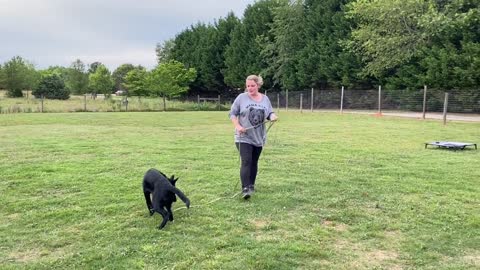 Socks 5 Month Old German Shepherd Dog Training