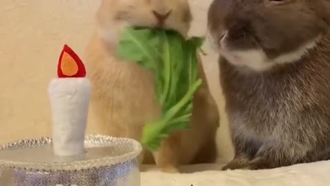Funny and Cute Animals Videos 😂😍