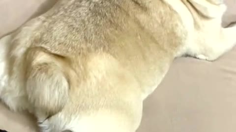 The dog's reaction when he hears the sound he makes