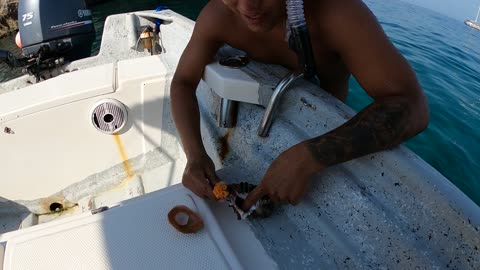 Sea Treasures from Mismaloya in Puerto Vallarta
