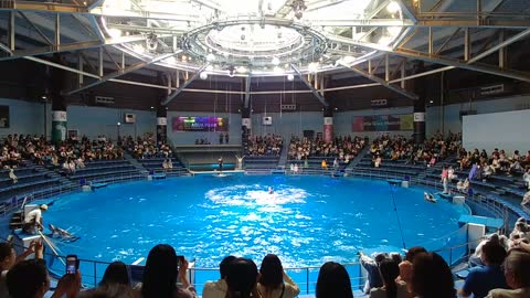 Dolphin Show Video