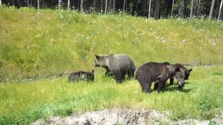 Curioso grupo de osos se acercan a un vehículo en una ruta en Rusia