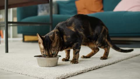 Bengal cat eating from metal bowl close-up. Domestic animal at home