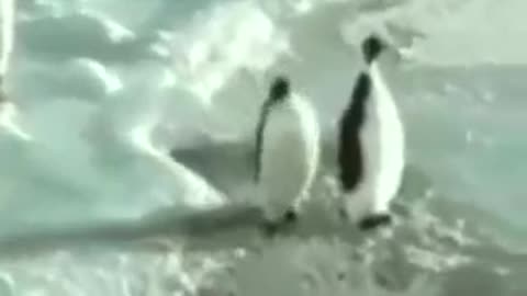 Lustige Pinguine