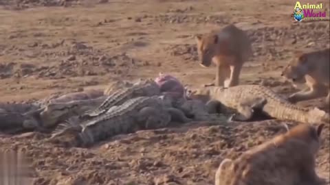 Lion King Fear of Death deer, buffalo, elephant