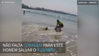 Homem arrasta tubarão encalhado para dentro do mar