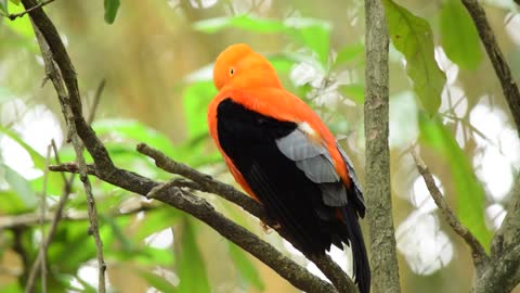 Black and orange finch floats on a tree